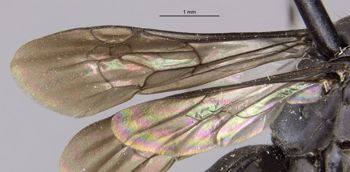 Media type: image;   Entomology 28149 Aspect: Wing front